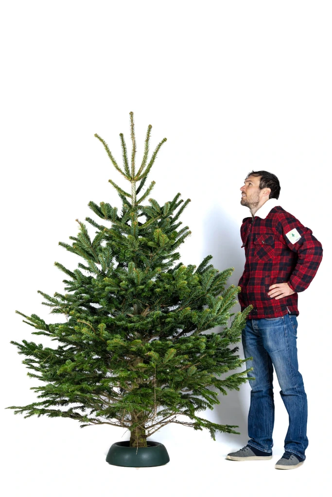 Cut Swiss Christmas tree (190-210 cm)