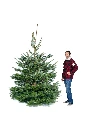 Geschnittener Schweizer Tannenbaum (220-250 cm)