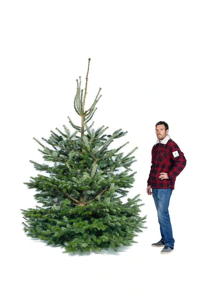 Sapin Suisse coupé (270-300 cm)