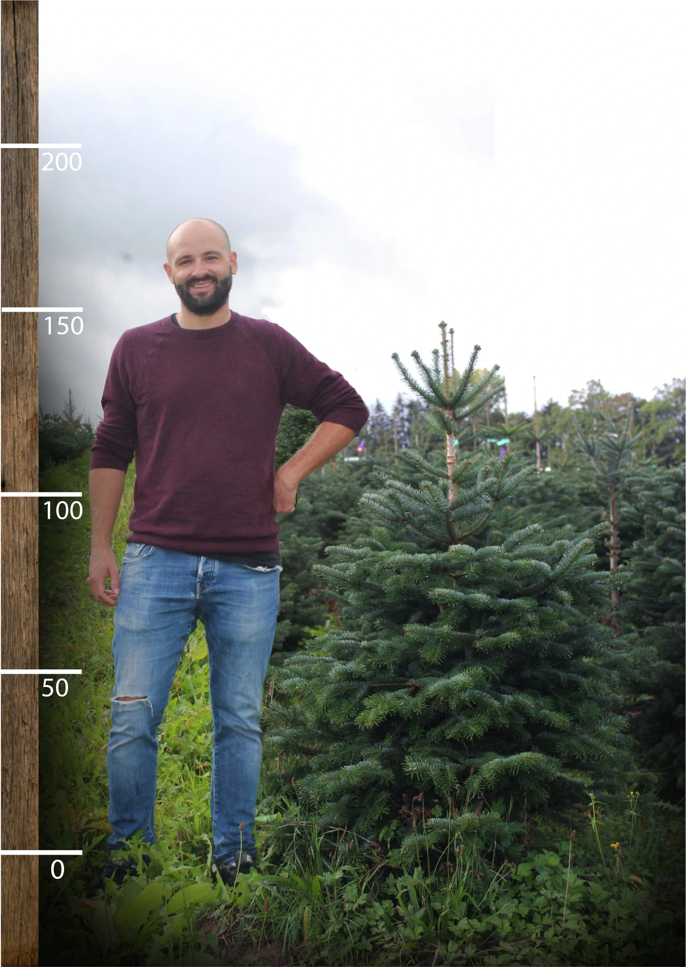 Sapin Suisse coupé (125 - 150 cm)