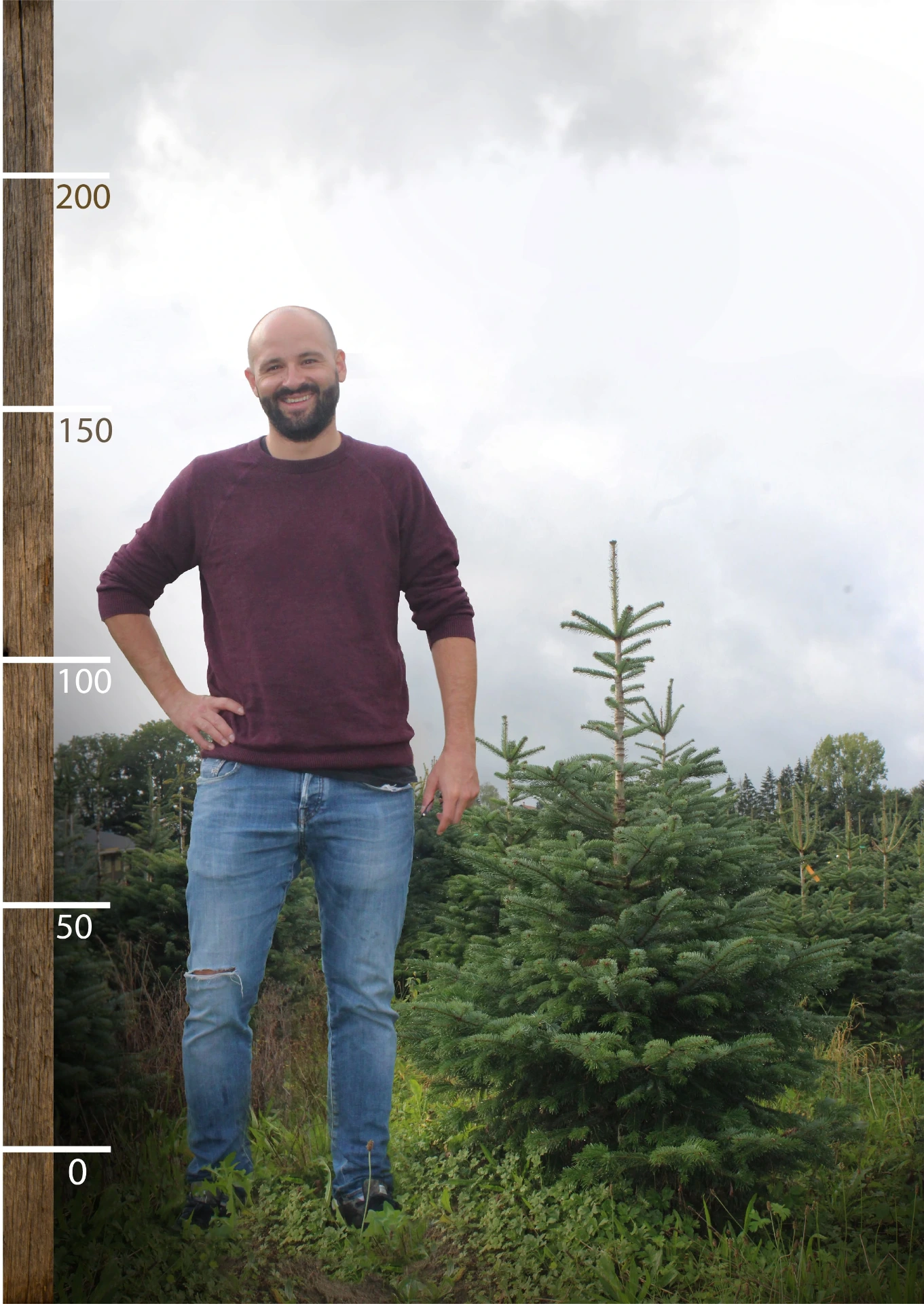 Geschnittener Schweizer Tannenbaum (100 - 125 cm)