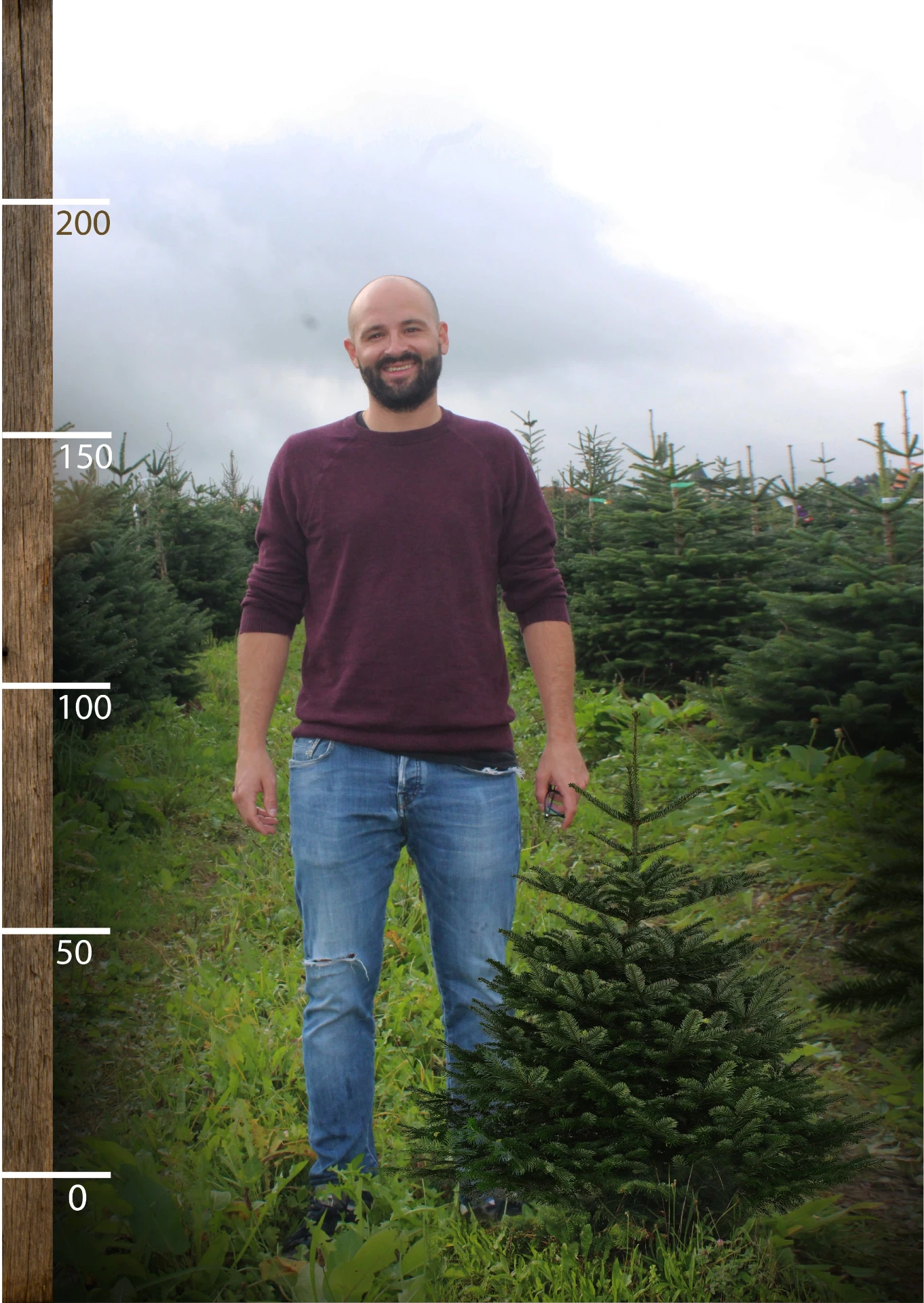 Cut Swiss Christmas tree (80 - 100 cm)